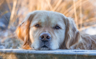 Unleashing Potential: 5 Essential Techniques for Dog Training