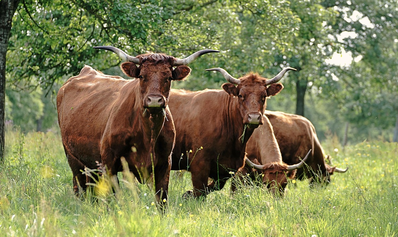 brochures online printing
 – Image 1