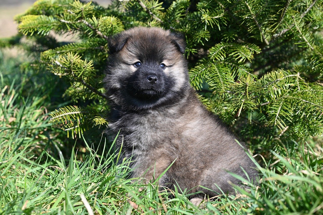 puppy training – Image 1