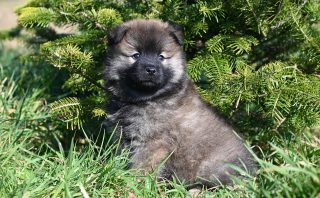 Effective Pet Training Methods for Better Behavior and Loyalty