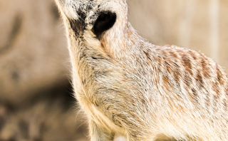 Advanced Fire Starting Techniques for Survivalists