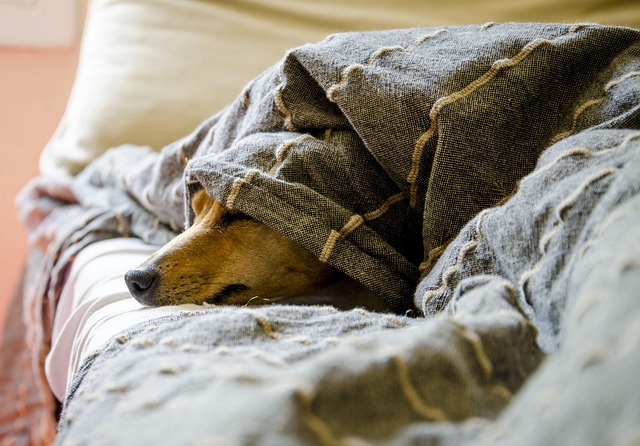 7 Signs Your Dog Needs to See a Vet