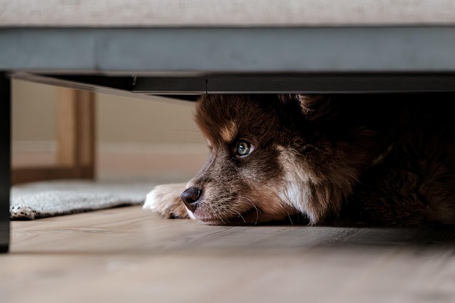 Best Dog Shampoos for Sensitive Skin
