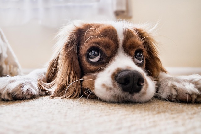 Best Dog Breeds for Guarding Your Home